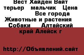 Вест Хайден Вайт терьер - мальчик › Цена ­ 35 000 - Все города Животные и растения » Собаки   . Алтайский край,Алейск г.